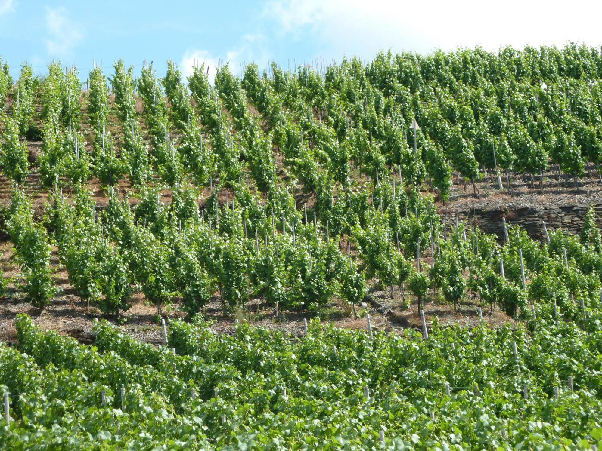 Relaxen Im Weindorf Mayschoss Fewo 4 외부 사진